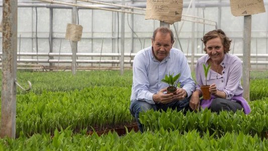 A Hyères, Valbray, premier producteur de muguet en pot de France !