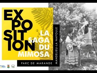 Mandelieu : C'est le moment de profiter de l'exposition à ciel ouvert "La saga du mimosa"