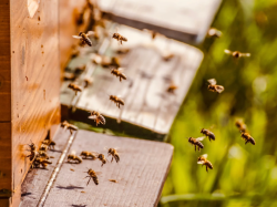 La Métropole Nice Côte d'Azur remporte le label « 3 abeilles – Démarche exemplaire » d'APIcité® pour son Plan Abeilles 