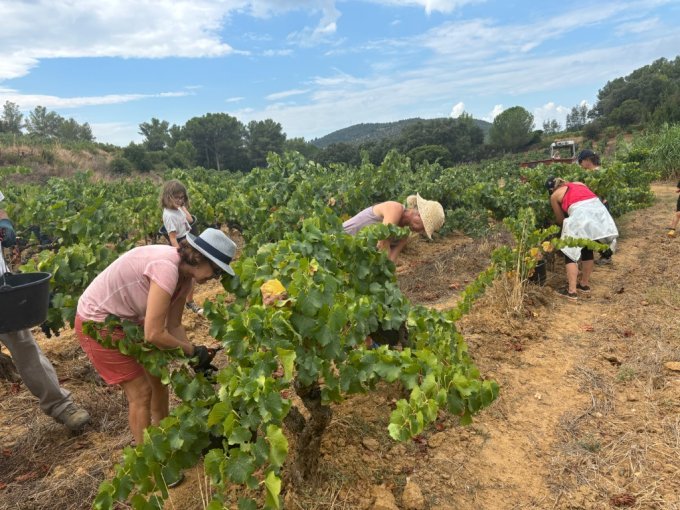 Vins rosés – La filière