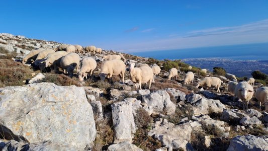 La transhumance et le pastoralisme des Alpes-Maritimes à l'honneur avec deux événements gratuits la semaine prochaine