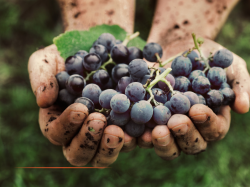 Le Crédit Agricole investit dans les vins de Provence de Miraval