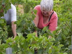 Démarrage avec dix jours d'avance pour les vendanges dans le Var
