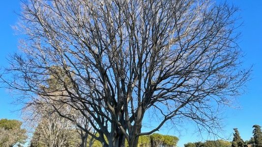 L'Agglomération Cannes Lérins va accompagner l'île Saint-Honorat pour la rénovation de son système d'assainissement