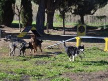À Cassis, les chiens, nouveaux influenceurs des vacances des Français