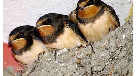 Oiseaux : la crise du logement