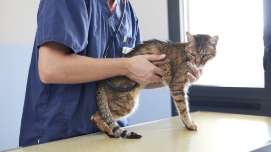 Virbac renforce son portefeuille avec l'acquisition d'un traitement clé contre l'hyperthyroïdie féline