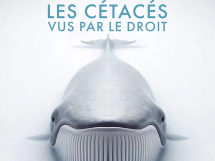 Colloque multidisciplinaire : "Les cétacés vus par le droit", le 23 mai à la faculté de Droit