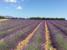 Sécheresse agricole, l'État renforce son plan d'urgence pour le Var