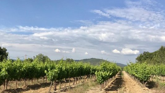 Vins de Provence, un plan de relance de 1,2 million d'€ 