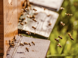 La Métropole récompensée pour son action en faveur de l'apiculture et la défense des pollinisateurs