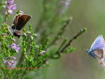 Valbonne s'engage pour un siècle de protection de la forêt du Fugueiret
