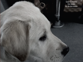 Cas de refus et nouvelles mobilités : le point pour les maîtres et leur chien guide