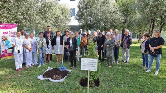 A l'hôpital Sainte-Musse, un Arbre de Vie pour remercier les donneurs d'organes