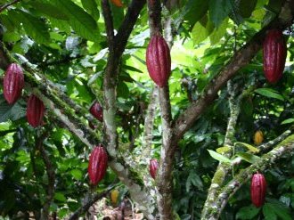 Cacao : un corner sur la fève