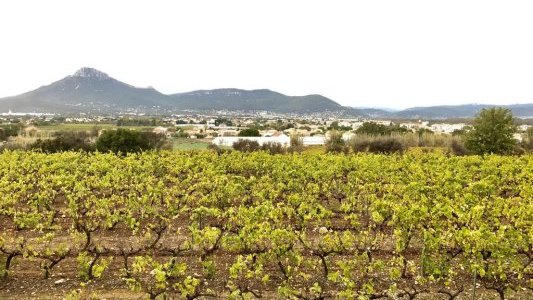 250 millions d'€ pour soutenir le secteur viticole