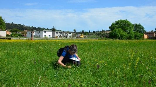 Antibes : le Conservatoire d'espaces naturels lance un projet pilote pour restaurer les prairies humides méditerranéennes