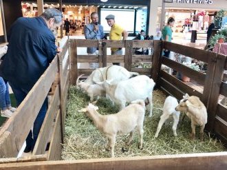 Quel avenir pour les animations commerciales en GMS post covid-19 ?