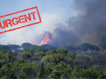 Incendies en PACA : la Fondation du patrimoine lance une collecte pour restaurer les forêts sinistrées