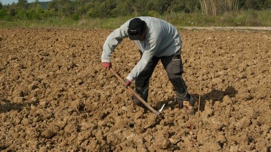 4 projets alimentaires territoriaux (PAT) retenus dans les Alpes Maritimes pour un montant de 250 000 €