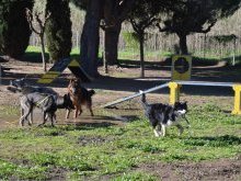 À Cassis, les chiens, nouveaux influenceurs des vacances des Français