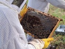 Du pré communal de Bois Fleuri au Salon de l'Agriculture : le miel biotois à l'honneur