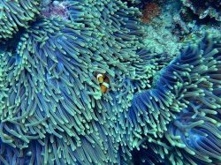 L'Institut océanographique de Monaco, premier membre officiel de la Coalition mondiale « Unis pour la #Biodiversité » de la Commission européenne