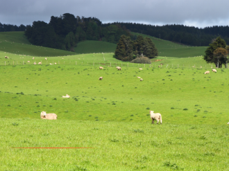 Consultation renouvellement des pâturages de SAORGE (Antouna)