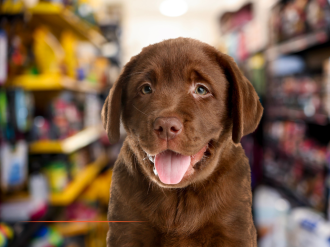 Les animaleries qui vendent encore des chiens et des chats risquent désormais une amende