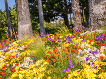  Beaulieu-sur-Mer : grande distribution de fleurs le mardi 14 avril 