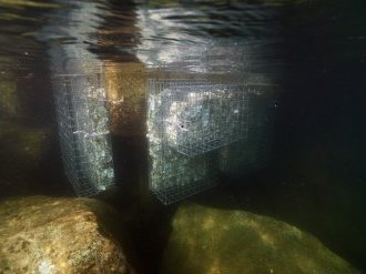 Biodiversité : Trente nouvelles nurseries à poissons installées dans les ports cannois