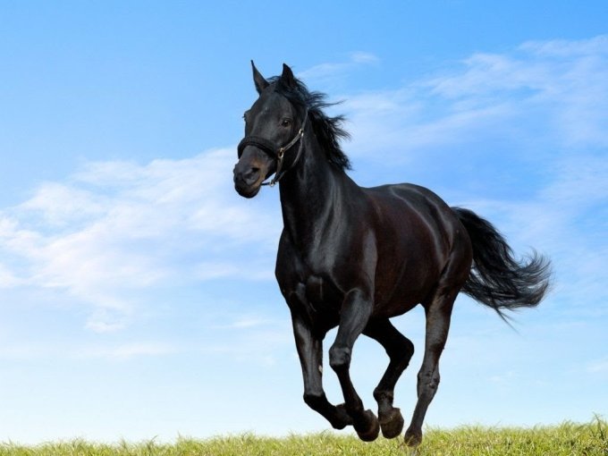 Pur-sang Arabes : le (…)