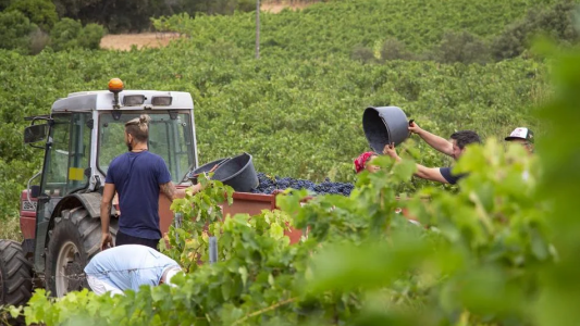  Au-delà du succès du rosé, la filière prépare le vignoble de 2035