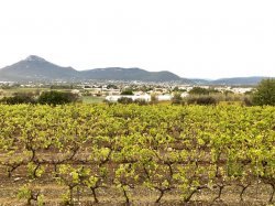 250 millions d'€ pour soutenir le secteur viticole