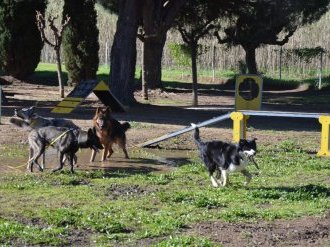 À Cassis, les chiens, nouveaux influenceurs des vacances des Français