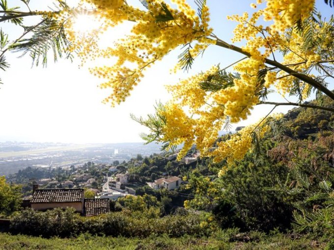 Mandelieu-la-Napoule (…)