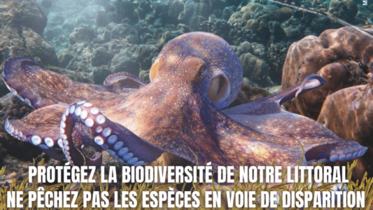 Cannes sensibilise à la protection du poulpe en Méditerranée