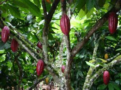 Cacao : un corner sur la fève