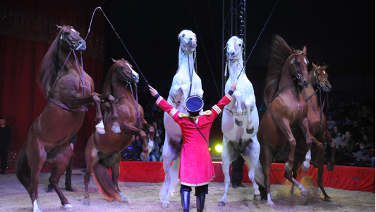 Cirque : la magie s'installe au M.I.N.