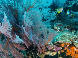 ATLASea, une aventure scientifique d'envergure pour cartographier la vie marine, à Marseille