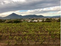 À Marseille, 850 000€ en soutien à l'agriculture et à la viticulture