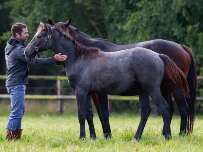 À Saint-Martin-de-Crau,