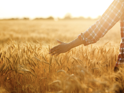 Le partage du risque climatique : vers une responsabilisation des acteurs de l'agriculture à la prise en charge du risque climatique