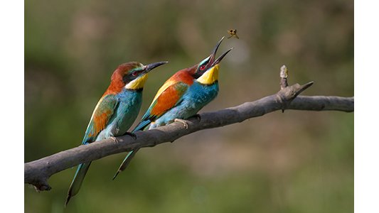 Oiseaux migrateurs : à l'année prochaine !