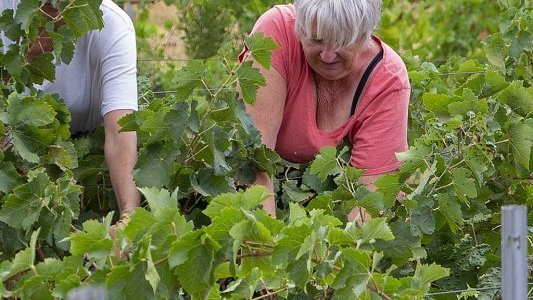 Démarrage avec dix jours d'avance pour les vendanges dans le Var