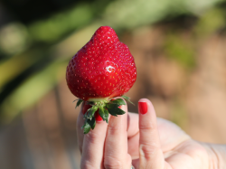 Carros en rouge et vert : la Fête des Fraises célèbre ses 50 ans !