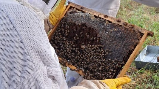 Du pré communal de Bois Fleuri au Salon de l'Agriculture : le miel biotois à l'honneur