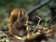 La Caisse d'Épargne Côte d'Azur relance son appel à projets pour la biodiversité en 2026