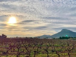 Soutien exceptionnel à la filière viticole