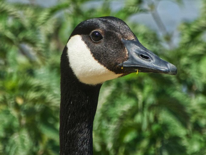 Grippe aviaire : La (…)